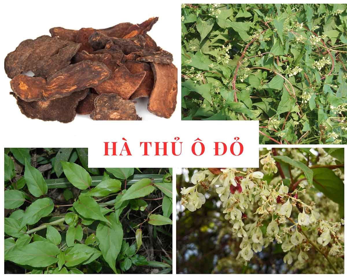 Hà thủ ô đỏ kết hợp đường mật mía là một lát cắt của văn hóa, của truyền thống Hà thủ ô đỏ kết hợp đường mật mía là một lát cắt của văn hóa, của truyền thống